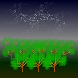 Night forrest