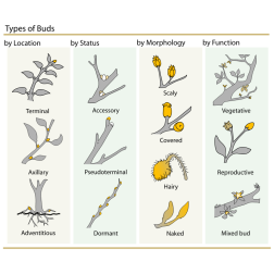 Plant Buds Classification
