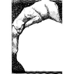 polarbearframe