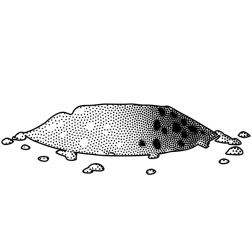powder stipple coarse