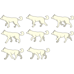 Shiba Inu dog walking  (different poses)