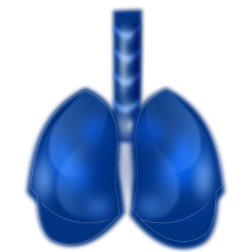 Pulmonum vector image