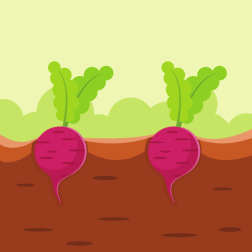 Radish plant