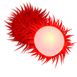 rambutan