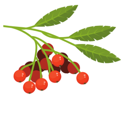 Rowan fruit