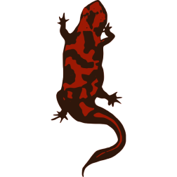 redlizard