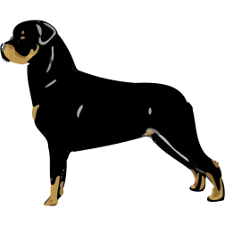 Rottweiler standing