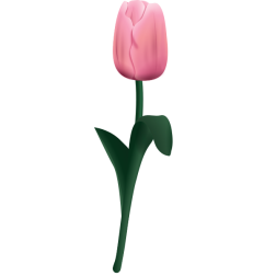 Tulpe tultip