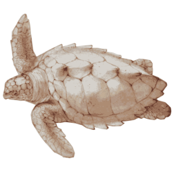 Loggerhead Sea Turtle