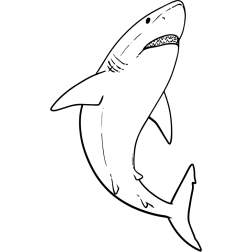 Great white shark line art