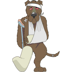 Injured dog