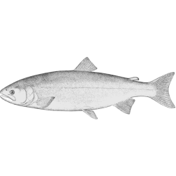 Silver salmon