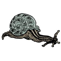 Basic snail-1653923162