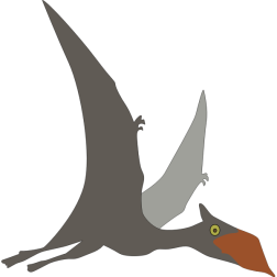 sinopterus