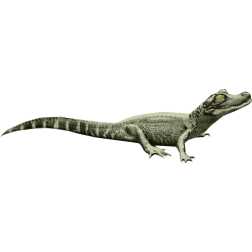Small alligator