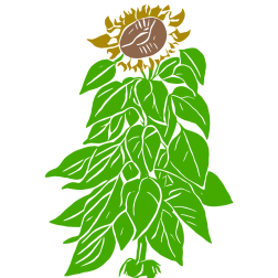 Sunflower vector image
