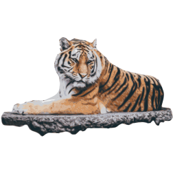 Tiger laying down