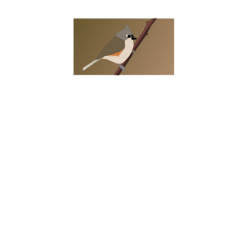Titmouse 