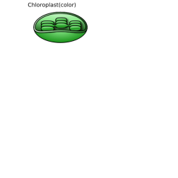 chloroplast