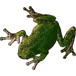 Tree frog