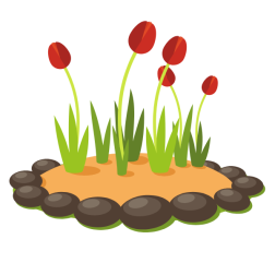 Growing tulips