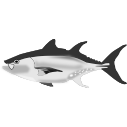 Tuna fish