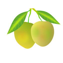Ripe mango