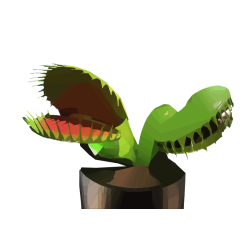 Venus flytrap