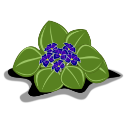 violeta 2