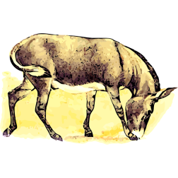 Wild donkey