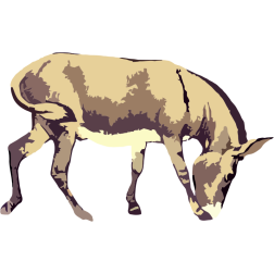A donkey eating grass