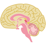 Human brain drawing